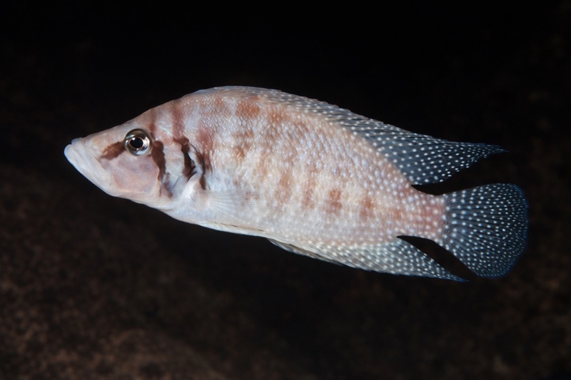 Altolamprologus calvus 'Cape Kapembwa' (White)